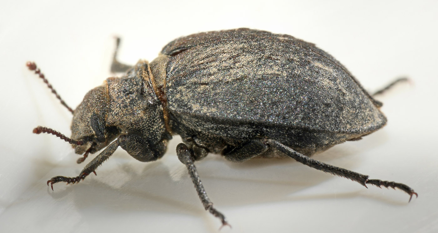 Tenebrionidae?  S, Asida poneli  affetto da teratologia